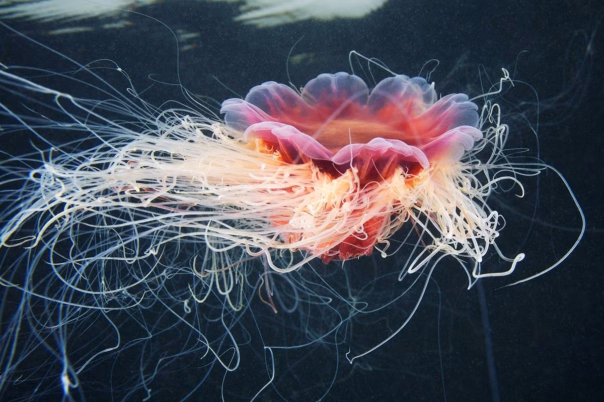 Sứa bờm sư tử (Cyanea capillata) dài 0,5-2 mét, là loài sứa khổng lồ sống ở vùng biển Bắc Cực. Loài này có nhiều xúc tu tập trung thành nhóm dày. Với ngòi châm mạnh, chúng săn được cả cá.