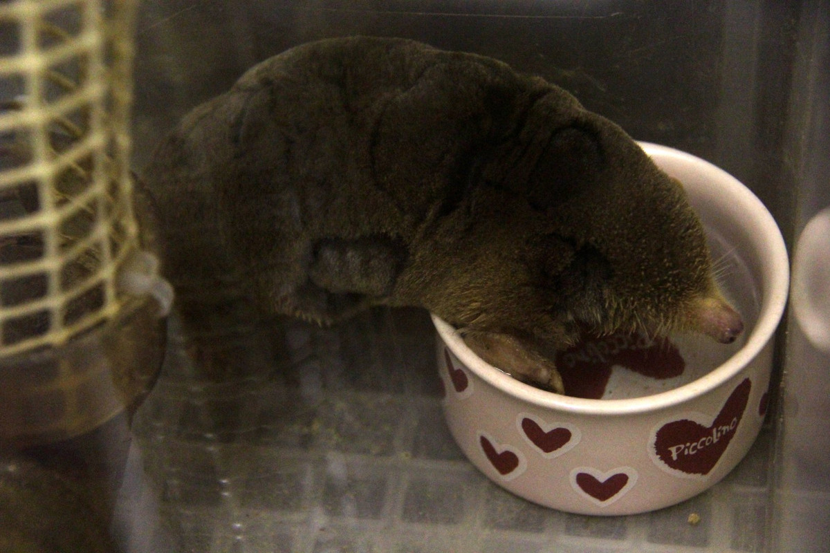 Chuột chũi Nhật Bản nhỏ (Mogera imaizumii) dài 10-14 cm, được ghi nhận ở Nhật Bản. Loài này sống sâu trong đất mềm, được phân biệt với các họ hàng gần nhờ sự khác biệt về đặc điểm cấu tạo răng.