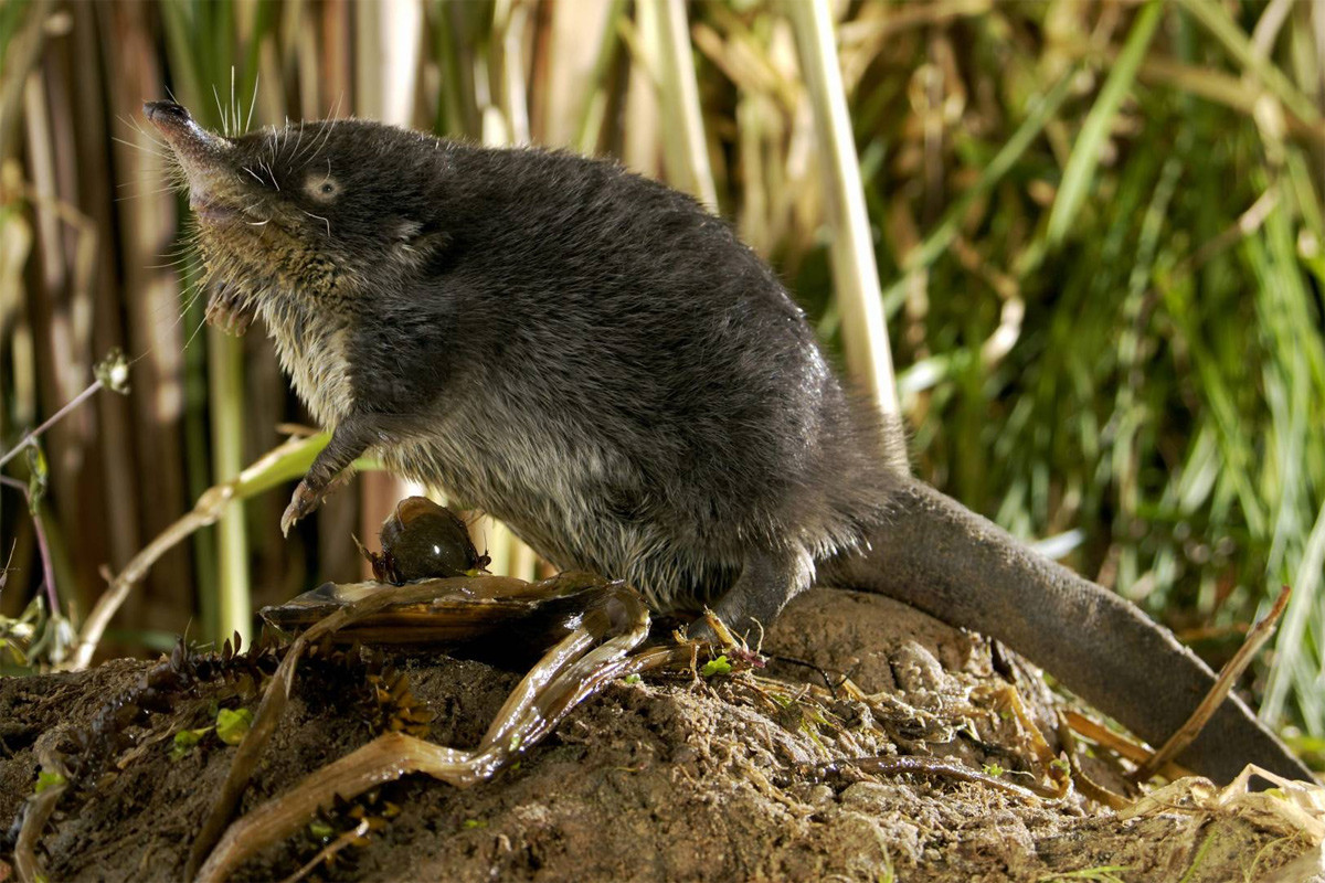Chuột chũi nước Nga (Desmana moschata) dài 18-21 cm, sống ven các con sông ở Nga, Ukraina và Kazakhstan. Là loài lớn nhất trong họ chuột chũi, chúng có màng ở chân sau, đuôi dẹt, thích nghi với việc bơi lội, tìm kiếm thức ăn dưới nước.