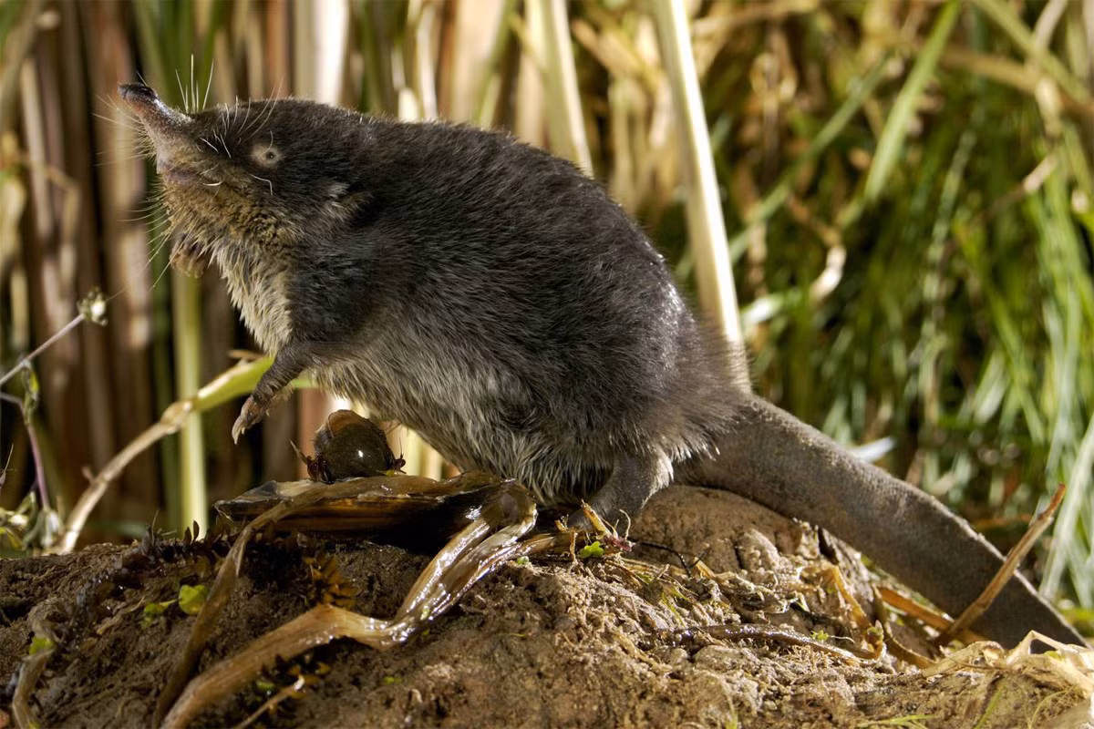 Chuột chũi nước Nga (Desmana moschata) dài 18-21 cm, sống ven các con sông ở Nga, Ukraina và Kazakhstan. Là loài lớn nhất trong họ chuột chũi, chúng có màng ở chân sau, đuôi dẹt, thích nghi với việc bơi lội, tìm kiếm thức ăn dưới nước.
