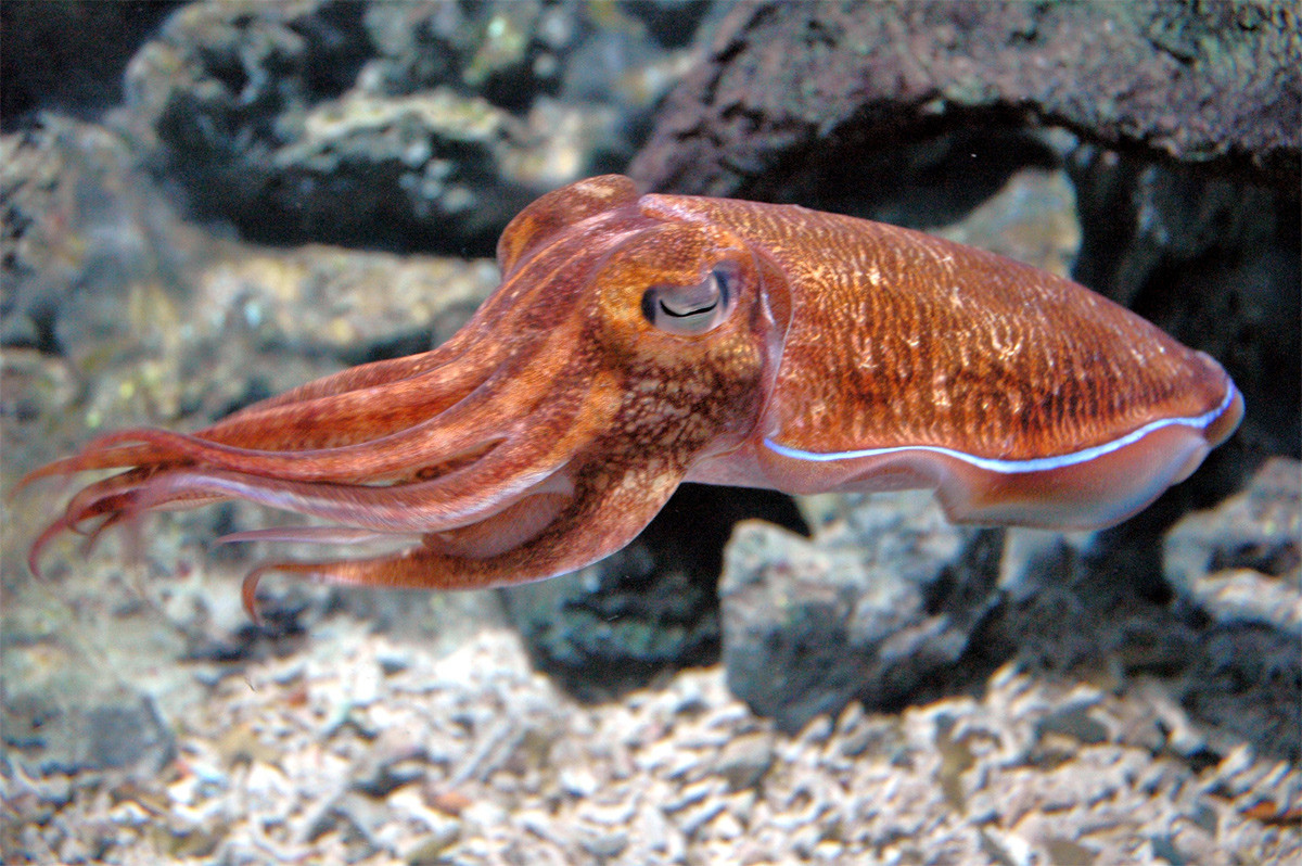 Mực ống châu Âu (Loligo vulgaris) dài 30-45 cm, phổ biến ở Đông Bắc Đại Tây Dương và Địa Trung Hải. Chúng có đôi vây xòe ra hai bên giống các loài họ hàng. Đây cũng là mực có vai trò quan trọng trong thương mại.