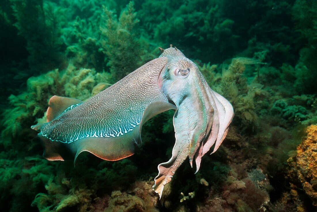 Mực nang Úc lớn (Sepia apama) dài 45-50 cm, cư trú ở các vùng biển khơi phía Nam Australia. Loài mực nang lớn nhất thế giới này sống trên các thảm cỏ biển và ám tiêu san hô.