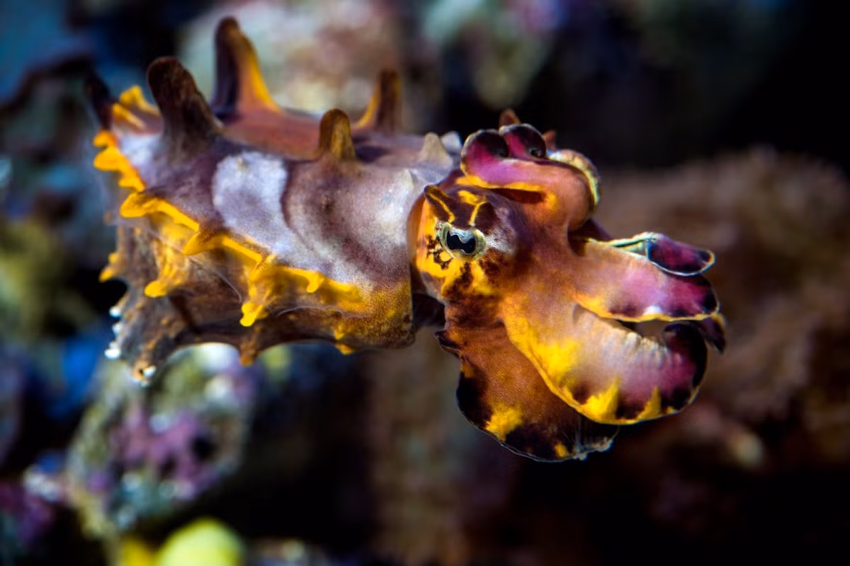 Mực nang đỏ độc (Metasepia pfefferi) dài 6-7 cm, phân bố ở Ấn Độ Dương - Thái Bình Dương. Chúng khác biệt với đa số các loài mực nang ở tập tính di chuyển trên đáy biển bằng các xúc tu. Loài mực có độc này là sinh vật cảnh được ưa thích ở bể thủy sinh nước mặn.