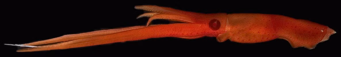 Mực roi (Mastigoteuthis sp.) dài 20-50 cm, là chi mực được ghi nhận tại nhiều vùng biển trên thế giới. Các loài mực có màu đỏ này lượn lờ dưới đáy đại dương bằng đôi vây rộng. Chúng săn mồi bằng những xúc tu dài linh hoạt.