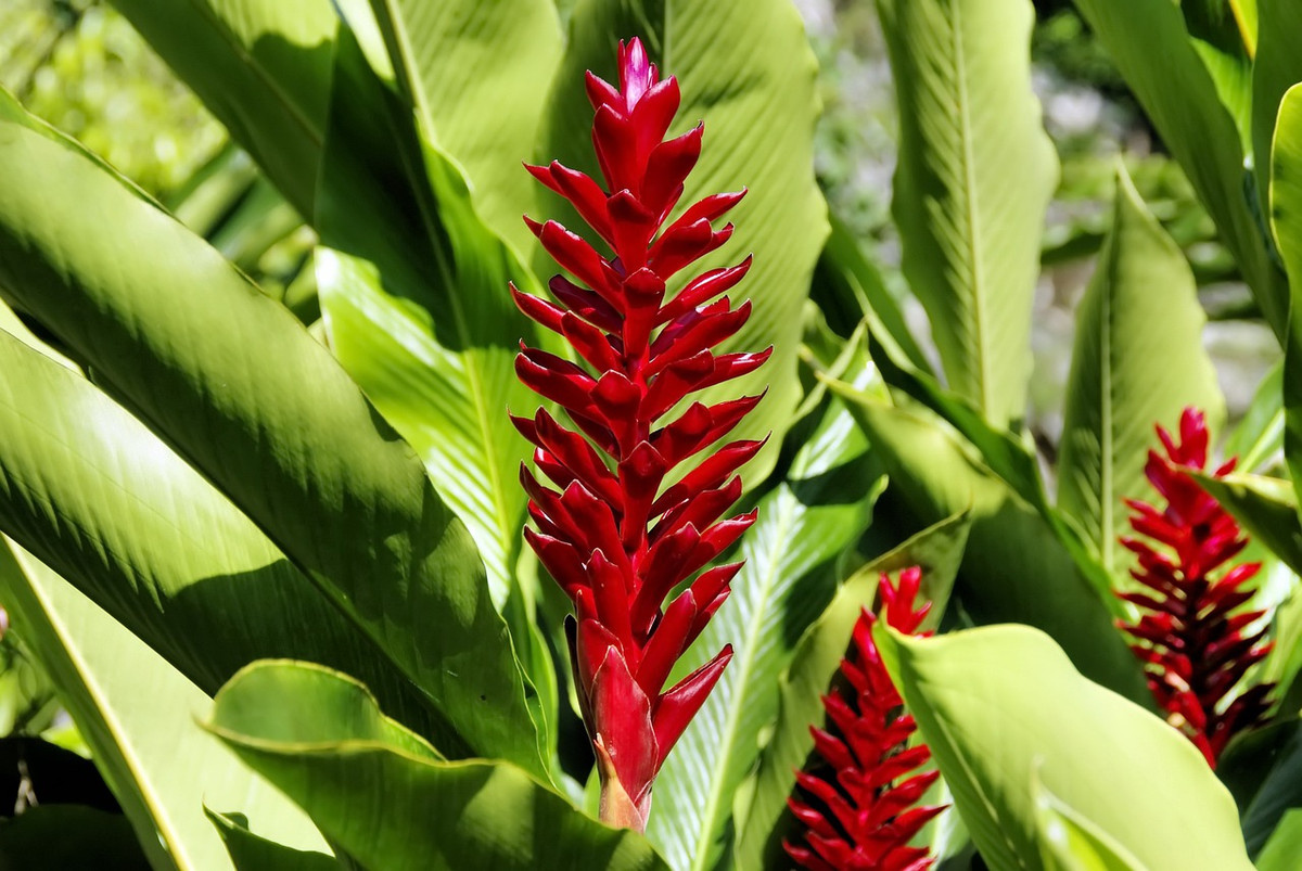 Riềng tía hay riềng đỏ (Alpinia purpurata) cao 1,5 mét, được ghi nhận ở Đông Nam Á, các quần đảo Thái Bình Dương và Trung Mỹ. Loài cây họ Gừng này được trồng làm cảnh ở nhiều nơi do có hoa màu đỏ rực rỡ.