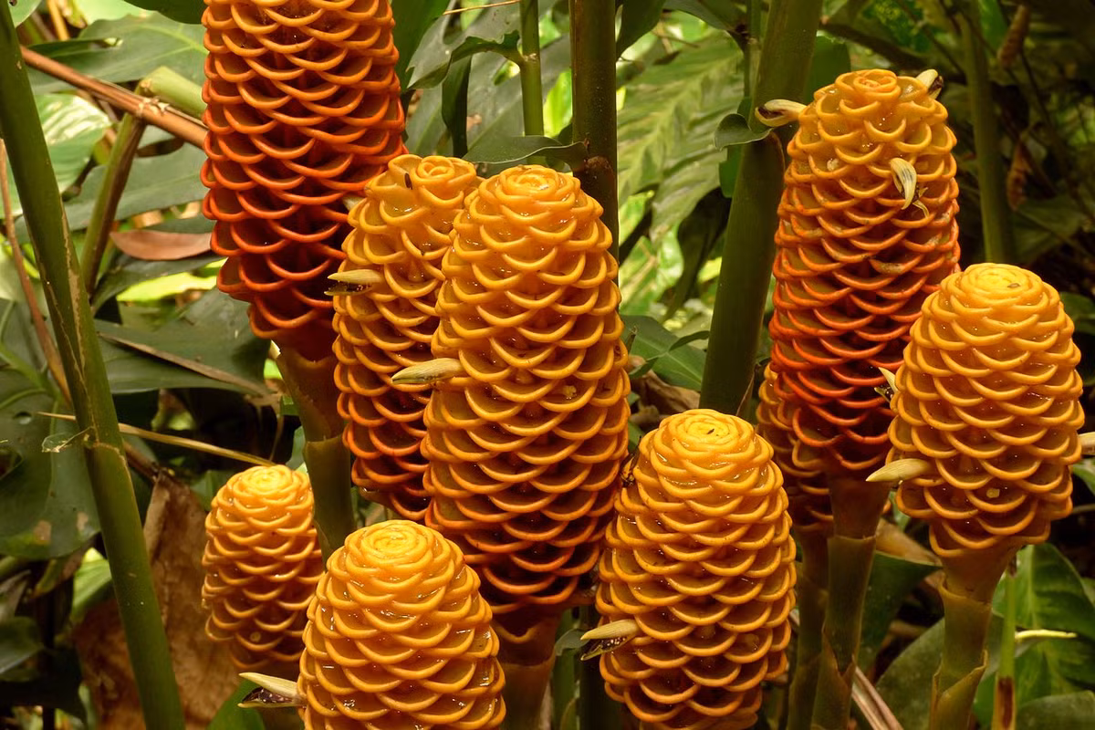 Gừng tổ ong (Zingiber spectabile) cao 2 mét, phân bố ở khu vực nhiệt đới của Đông Nam Á. Hoa của chúng có cánh giống như ngăn của tổ ong.