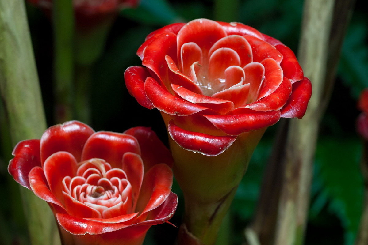 Hoa hồng Thái Lan (Etlingera corneri) cao 2 mét, có nguồn gốc từ miền Bắc Thái Lan. Hoa của chúng có hình dạng khá giống hoa hồng với màu đò thắm.