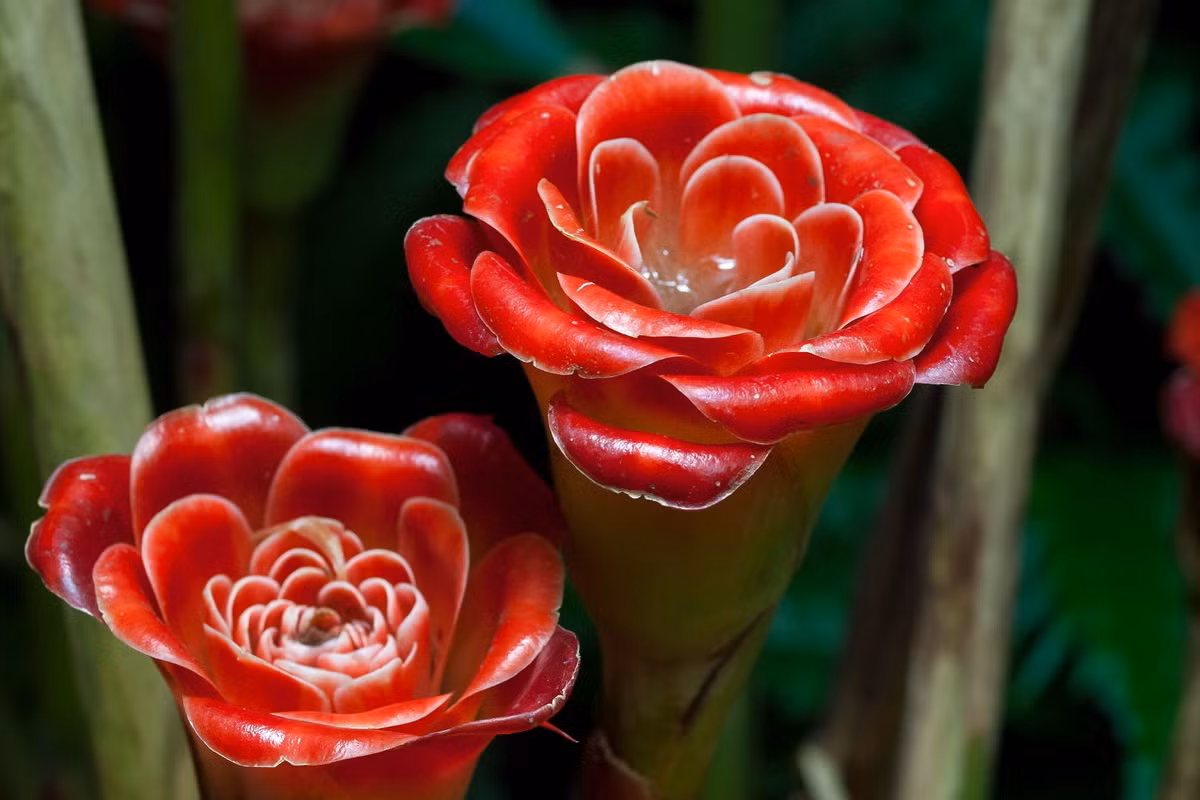 Hoa hồng Thái Lan (Etlingera corneri) cao 2 mét, có nguồn gốc từ miền Bắc Thái Lan. Hoa của chúng có hình dạng khá giống hoa hồng với màu đò thắm.