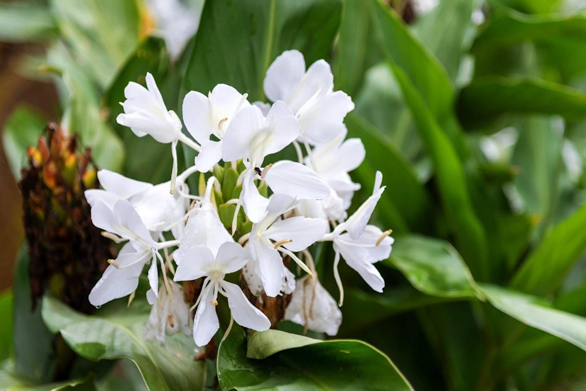 Ngải tiên (Hedychium coronarium), cao 2 mét, mọc trong các khu rừng từ Nam Á đến Nam Trung Quốc. Hoa của chúng có hương thơm mạnh và đặc trưng, được dùng để trong y học và sản xuất dầu thơm.