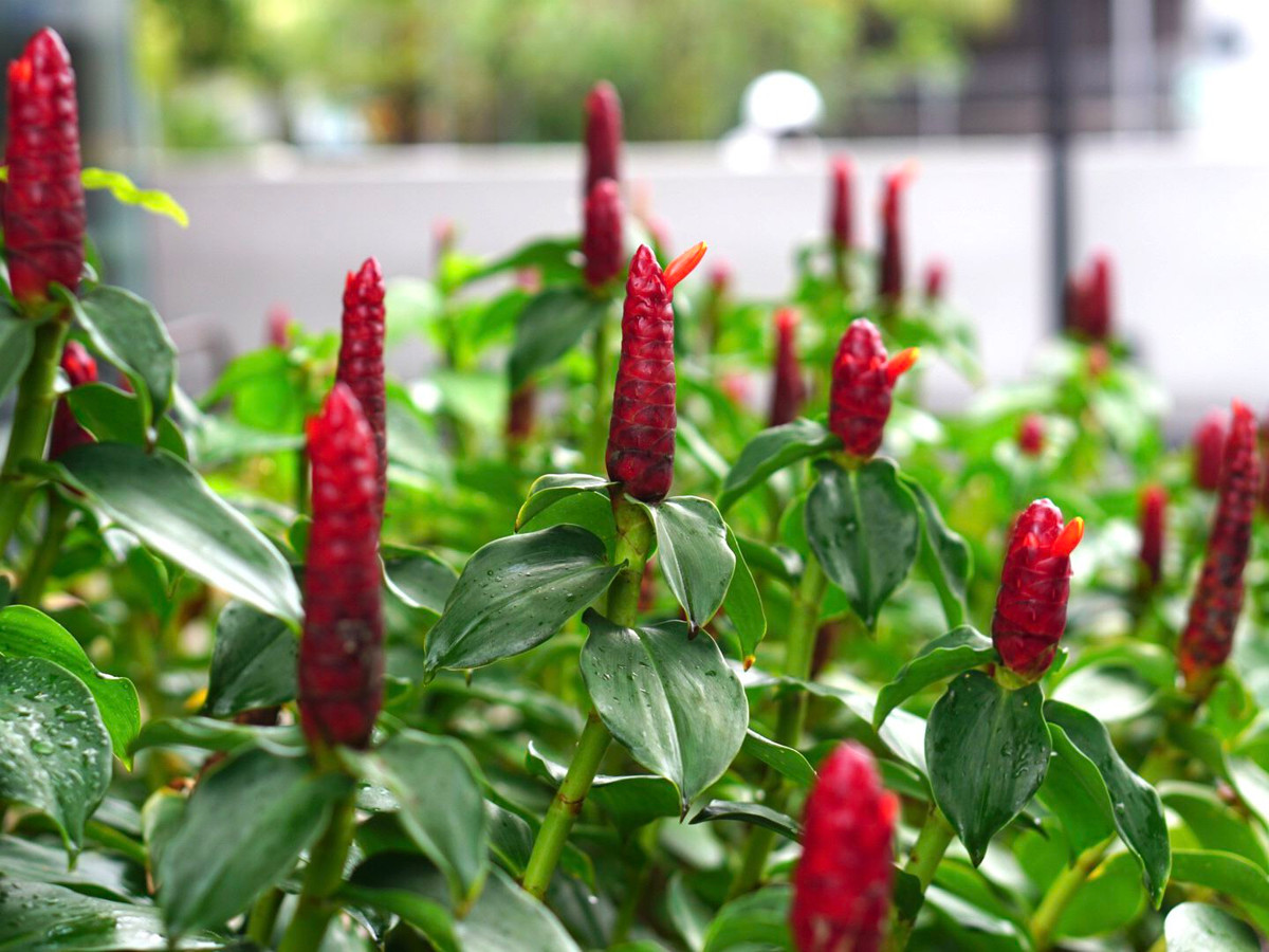 Phúc lộc thọ hay gừng núm đỏ, sẹ đỏ (Costus woodsonii) cao 1,5 mét, có nguồn gốc từ khu vực Nam Á. Chúng có những đóa hoa màu đỏ thuôn dài, tròn trịa lạ mắt, mọc dựng đứng từ đầu cành.