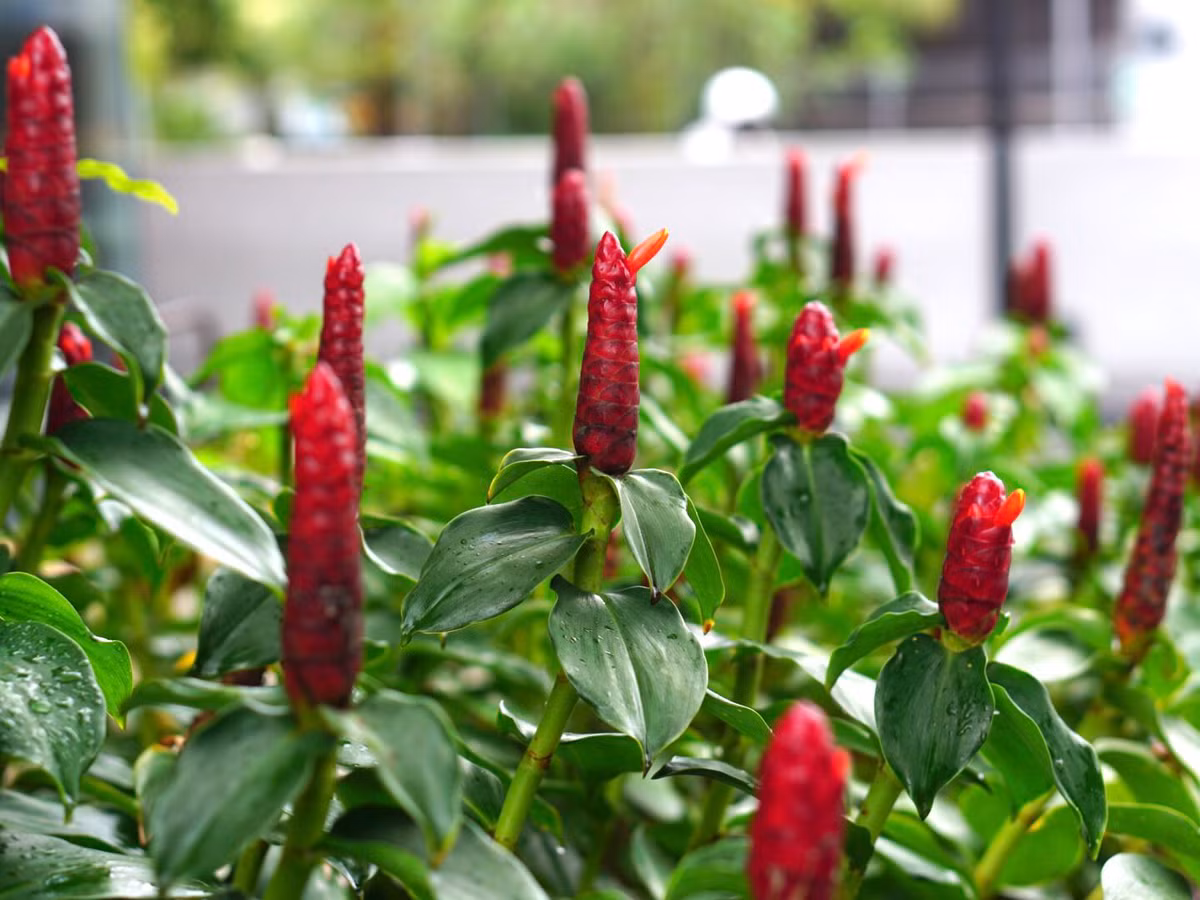 Phúc lộc thọ hay gừng núm đỏ, sẹ đỏ (Costus woodsonii) cao 1,5 mét, có nguồn gốc từ khu vực Nam Á. Chúng có những đóa hoa màu đỏ thuôn dài, tròn trịa lạ mắt, mọc dựng đứng từ đầu cành.