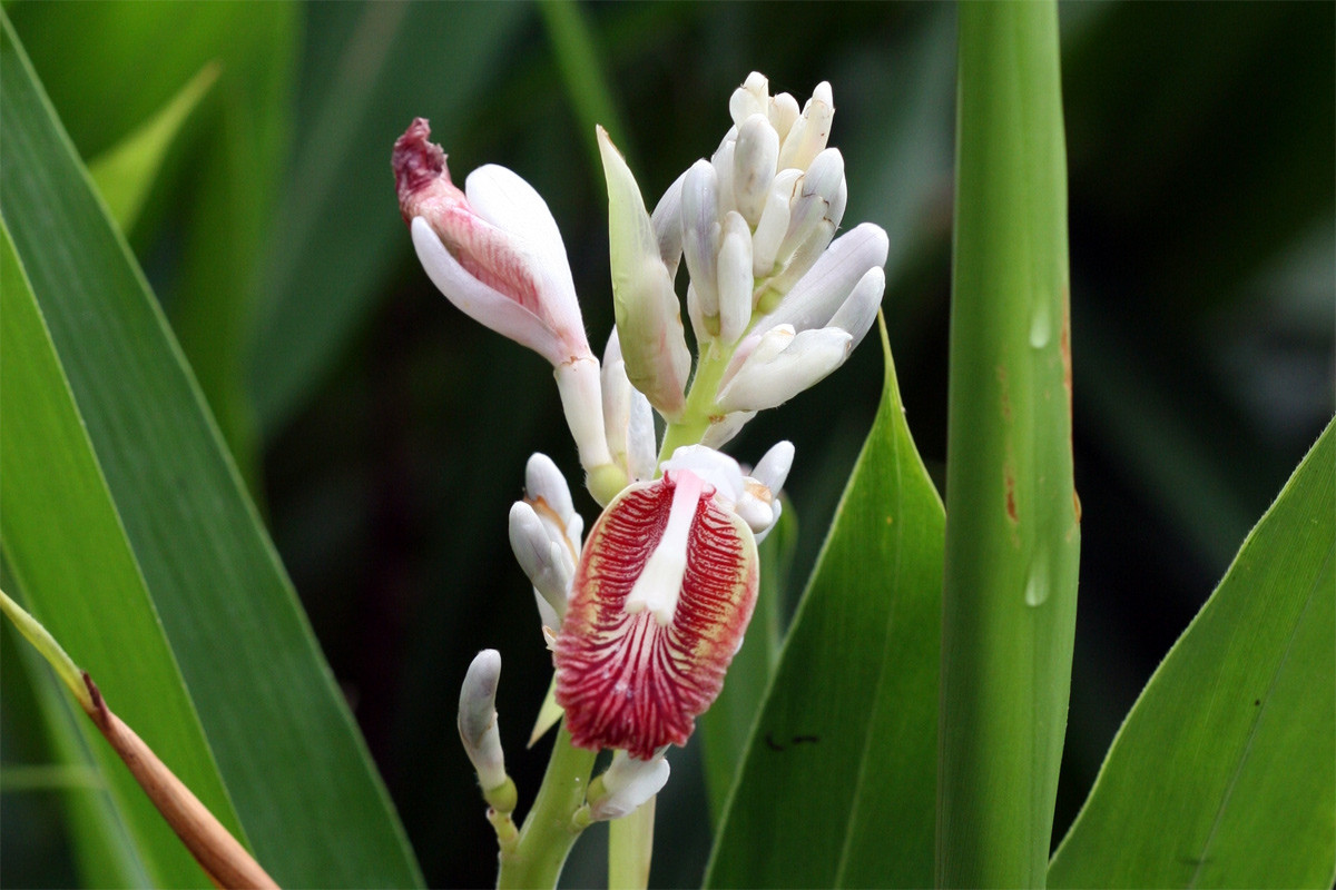Riềng (alpinia officinarum) cao 1,5 mét, phân bố ở Nam Trung Quốc. Tương tự gừng, phần củ phình to dưới đất của chúng cũng được dùng làm gia vị.