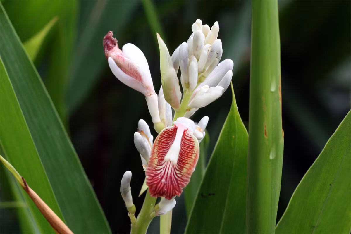 Riềng (alpinia officinarum) cao 1,5 mét, phân bố ở Nam Trung Quốc. Tương tự gừng, phần củ phình to dưới đất của chúng cũng được dùng làm gia vị.
