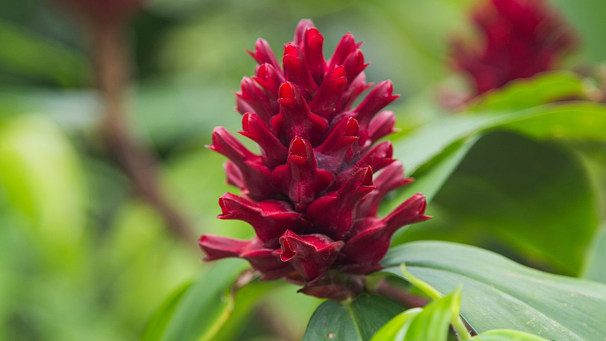 Gừng (Zingiber officinale) cao 1 mét, là thực vật bản địa Đông Nam Á. Loài cây này được trồng phổ biến để thu hoạch củ dùng làm gia vị. Chúng không còn được ghi nhận trong tình trạng hoang dã.