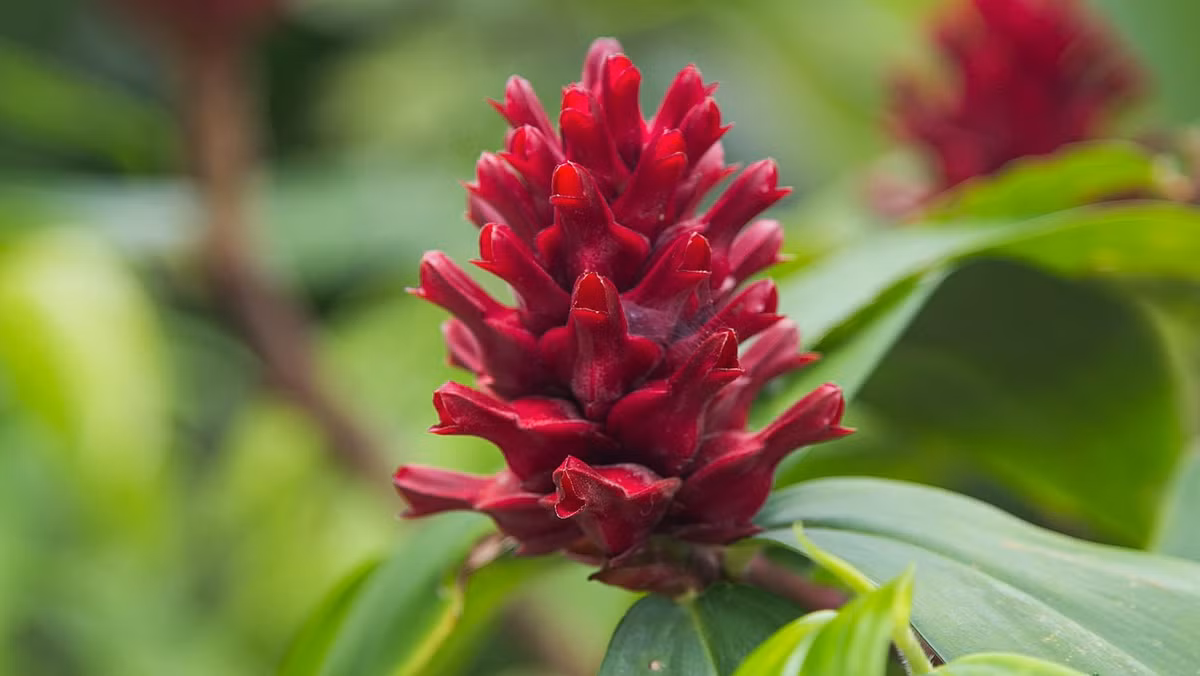 Gừng (Zingiber officinale) cao 1 mét, là thực vật bản địa Đông Nam Á. Loài cây này được trồng phổ biến để thu hoạch củ dùng làm gia vị. Chúng không còn được ghi nhận trong tình trạng hoang dã.