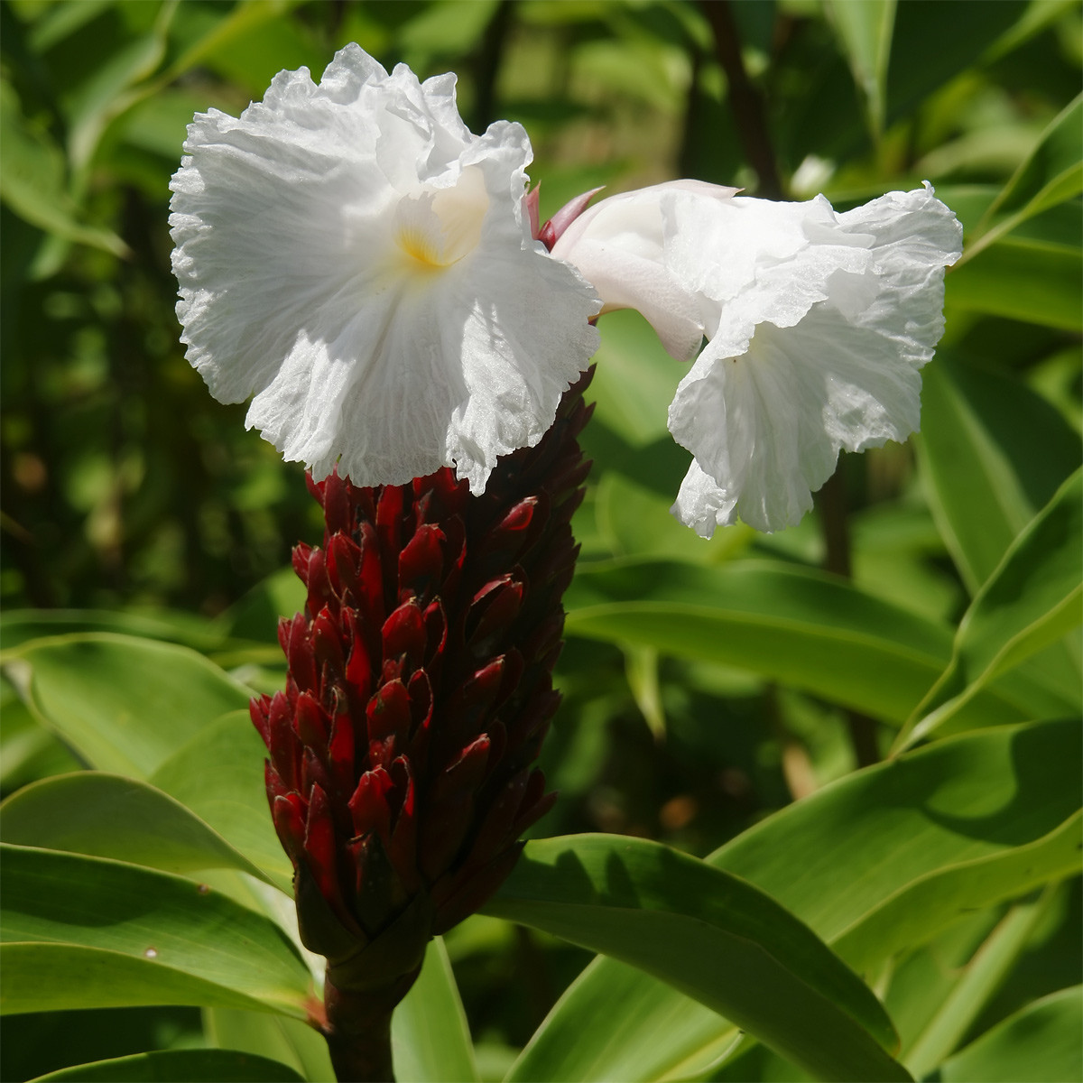 Mía dò (Costus speciosus) cao 2 mét, phân bố ở Nam Á, Đông Nam Á và Nam Trung Quốc. Loài cây này có nhiều ứng dụng trong y học cổ truyền Ấn Độ.