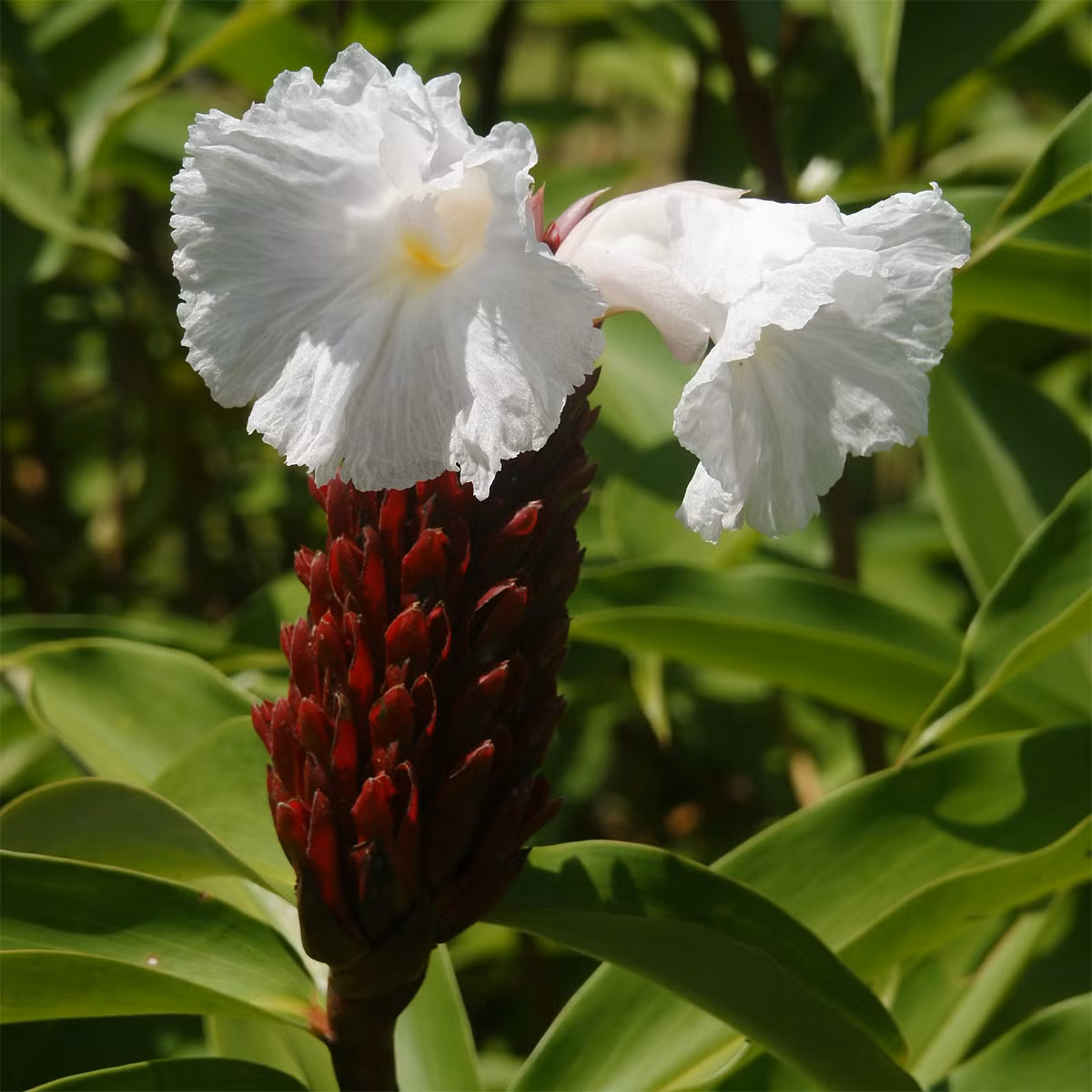 Mía dò (Costus speciosus) cao 2 mét, phân bố ở Nam Á, Đông Nam Á và Nam Trung Quốc. Loài cây này có nhiều ứng dụng trong y học cổ truyền Ấn Độ.