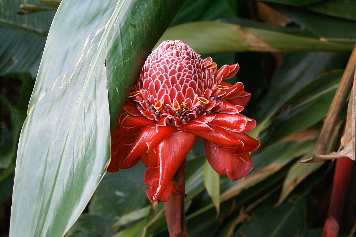 Gừng đuốc đỏ hay đa lộc (Etlingera elatior) cao 2 mét, phân bố ở Đông Nam Á. Những bông hoa lộng lẫy của chúng không chỉ hấp dẫn thị giác mà cũng được dùng để chế biến nhiều món ăn bản địa.