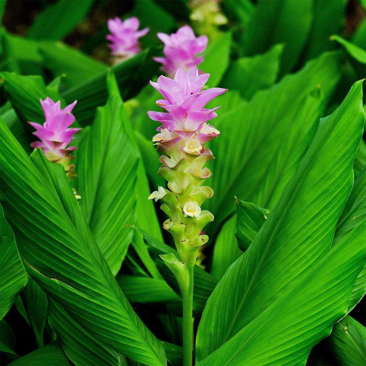 Nghệ (Curcuma longa) cao 1 mét, được ghi nhận ở Đông Nam Á. Chúng có lá to bản, phần củ (dùng làm gia vị) có màu cam vàng đặc trưng.