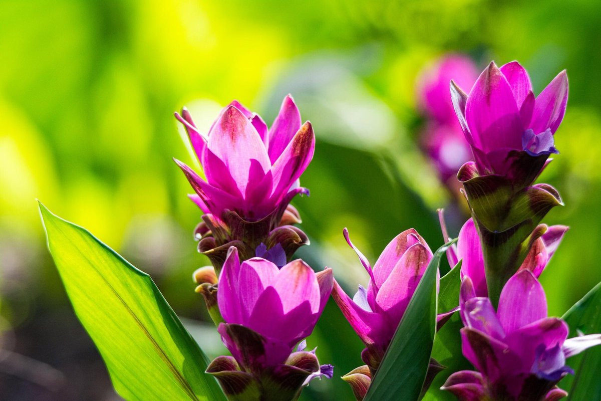 Tulip Thái Lan (Curcuma alismaefolia) cao 80 cm, là cây bản địa của Lào, Campuchia và Thái Lan. Chúng được trồng làm cảnh và cũng được bán như một loại hoa cắt cành.