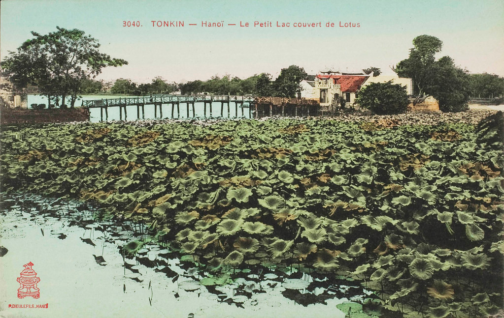 Sen mọc tràn trên mặt hồ Gươm, gần cầu Thê Húc.