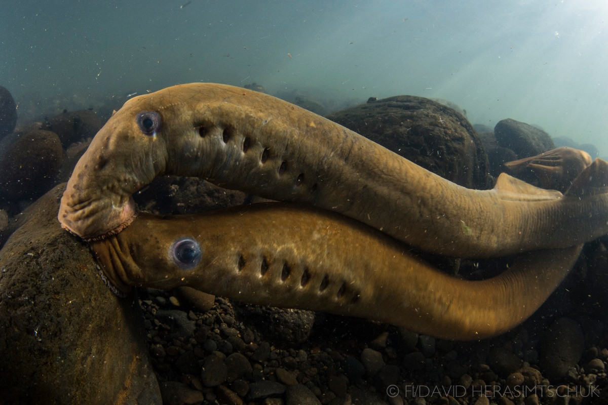 Bộ Cá mút đá (Petromyzontiformes) gồm các loài cá không có hàm, được coi là nhóm động vật có xương sống cổ xưa bậc nhất còn tồn tại trên Trái đất.