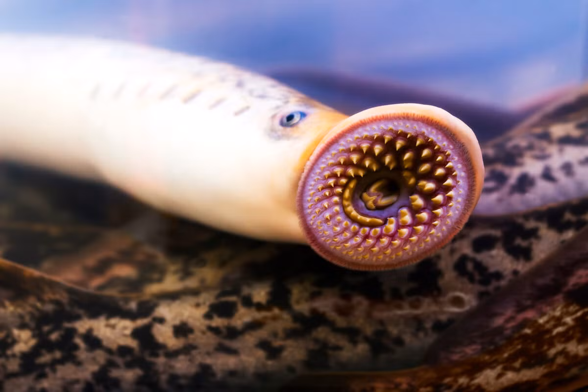 Không giống các động vật có xương sống khác, cá mút đá không có hàm mà có một đĩa mút tròn ở đầu mõm, trên đó có các răng nạo xếp thành nhiều vòng đồng tâm. Hộp sọ của chúng làm bằng chất sụn.