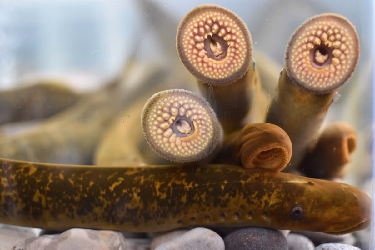 Dù vậy, đa số cá mút đá không hoàn toàn phụ thuộc vào việc hút máu mà có thể ăn các động vật không xương sống. Một vài loài sống trong nước ngọt hoàn toàn không ký sinh. Các loài này sẽ không ăn gì trong giai đoạn trưởng thành chỉ kéo dài 6 tháng.