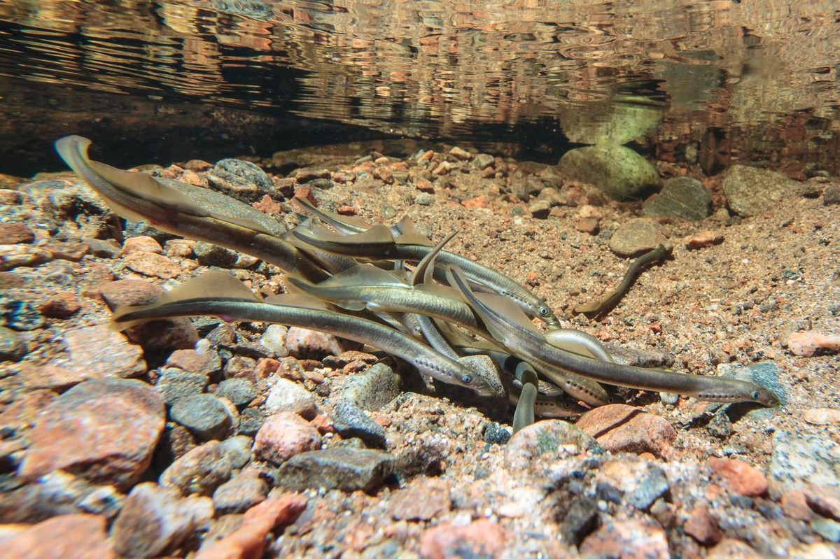 Cá mút đá sống trong các sinh cảnh nước ven biển và nước ngọt ôn đới trên toàn thế giới. Tất cả các loài trong số chúng đều sinh sản trong nước ngọt. Giống cá hồi, những loài sống ven biển di cư ngược dòng sông để đẻ trứng rồi chết đi.