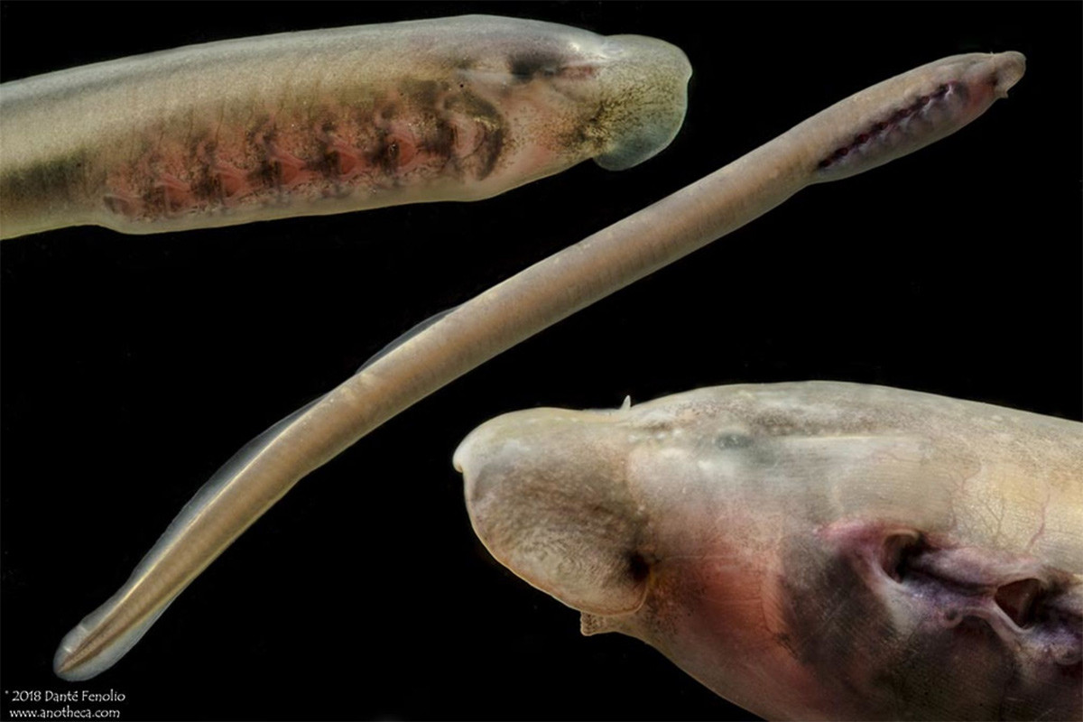 Trứng cá mút đá nở thành ấu trùng giống giun, đào bới trong bùn để tìm kiếm các mảnh vụn hữu cơ làm thức ăn. Sau khoảng ba năm, ấu trùng sẽ chuyển sang dạng trưởng thành. Các loài vốn sống ở biển sẽ di cư ra biển.