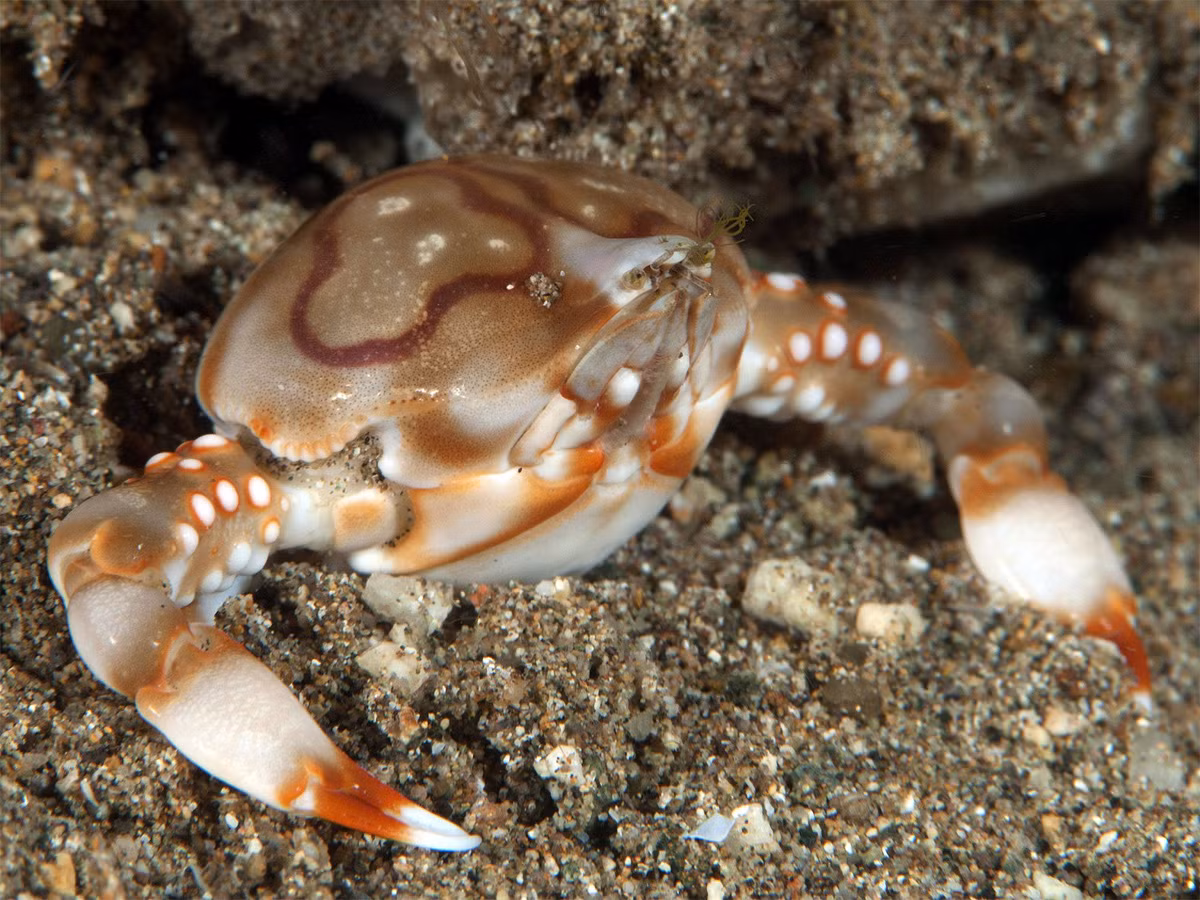 Cua đá cuội hoa (Leucosia anatum) dài 2-3 cm, phân bố ở Ấn Độ Dương. Loài cua sặc sỡ này là thành viên của một họ gồm các loài của nhỏ, đa số có hình dạng tròn trịa như viên sỏi và có càng dài.