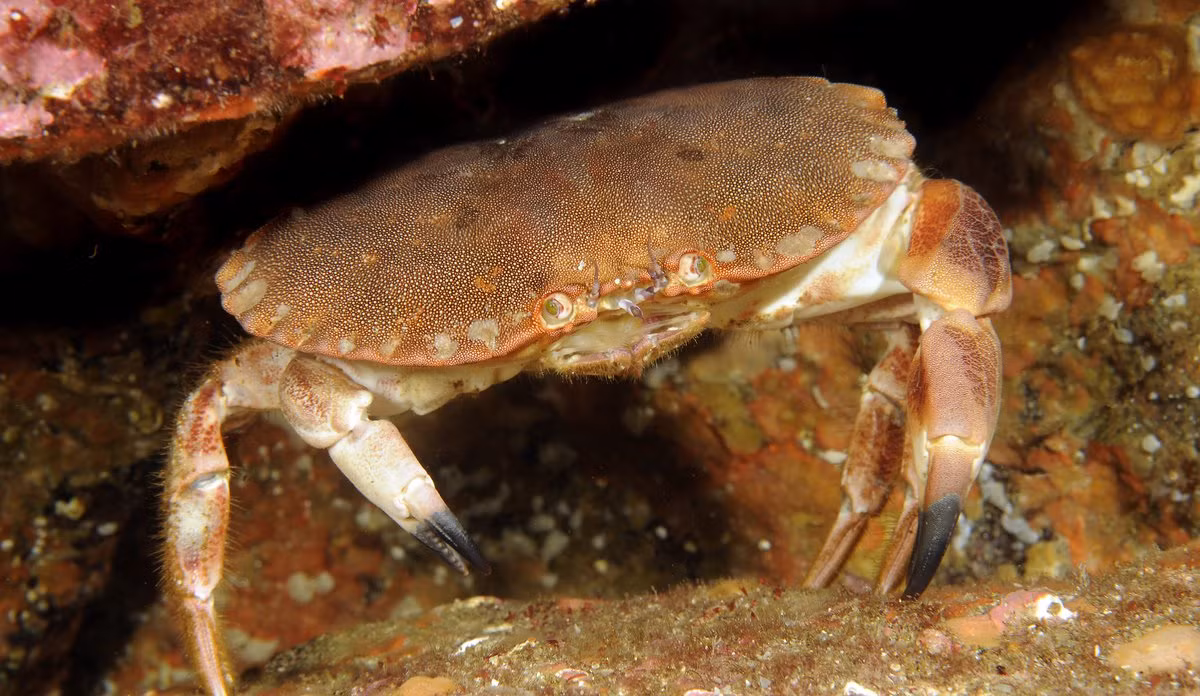 Cua nâu châu Âu (Cancer pagurus) dài 5-10 cm, sống ngoài khơi các vùng biển châu Âu. Chúng có mai rộng đặc trưng, trông giống "vỏ bánh nướng", có thể sống hơn 20 năm. Đây là loài cua châu Âu có vai trò quan trọng nhất về mặt thương mại.