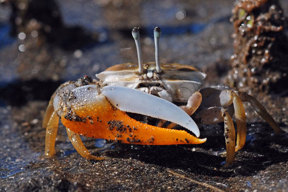 Cáy (Uca vocans) dài 1-2 cm, sống ở vùng biển bùn Tây Thái Bình Dương. Loài này cùng các họ hàng gần chuyên đào hang trên bờ biển. Chúng có cuống mắt dài đặc trưng. Con đực có một càng rất lớn.