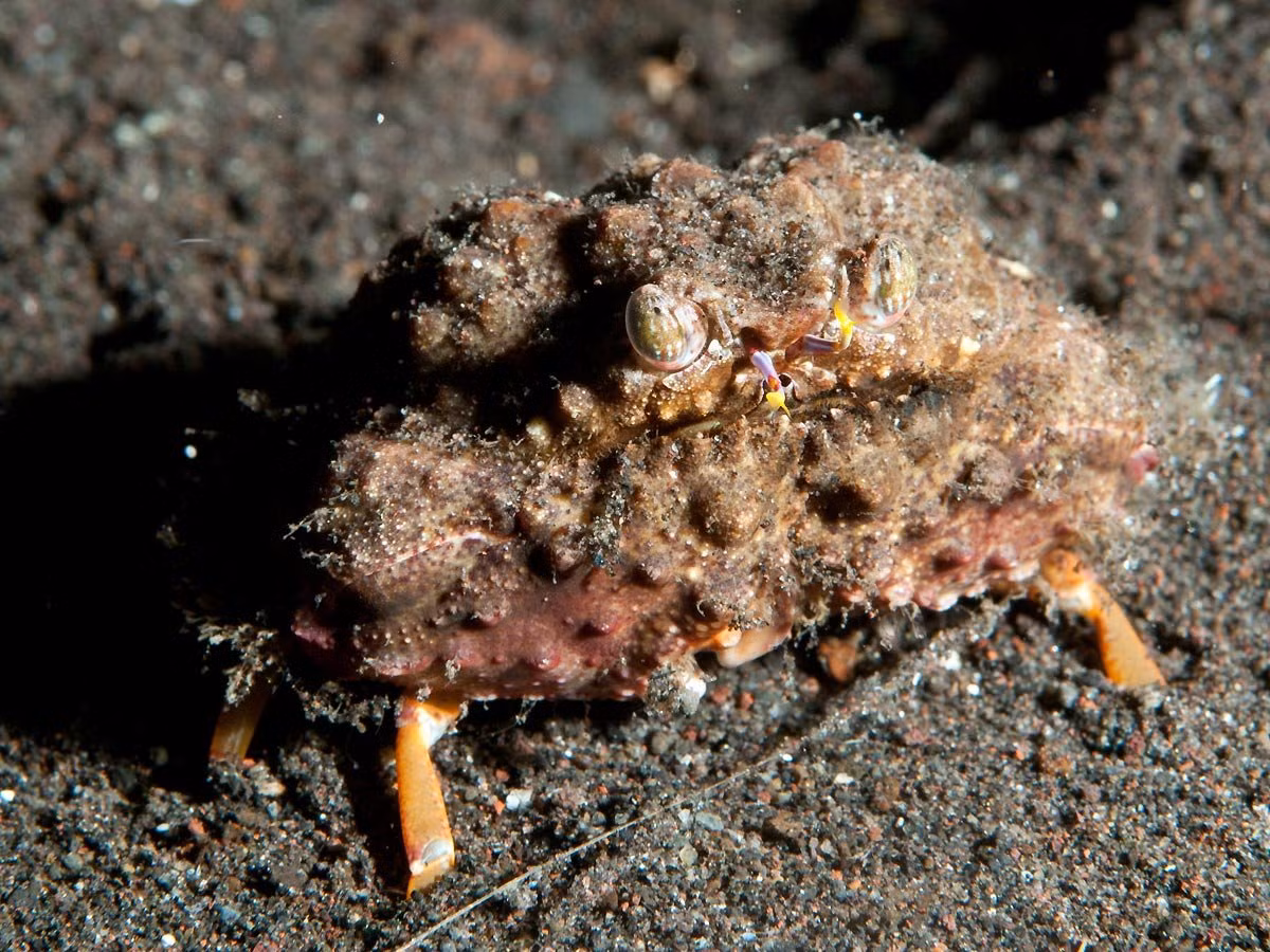 Cua khúm núm xù xì (Calappa gallus) dài 4-6 cm, phân bố ở Ấn Độ Dương - Thái Bình Dương. Loài này thường đào hang trên cát. Do có tập tính dùng càng che mặt nên chúng còn được gọi là cua xấu hổ.