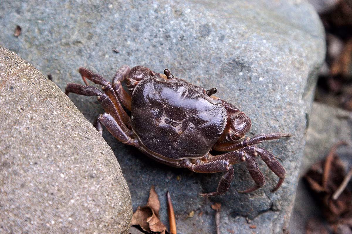 Cua nước ngọt châu Âu (Potamon potamios) dài 4-5 cm, phân bố ở phía Nam châu Âu. Chủ yếu sống trên cạn. chúng là thành viên của một họ lớn gồm nhiều loài cua lục địa Á - Âu sống ở vùng nước ngọt có tính kiềm.