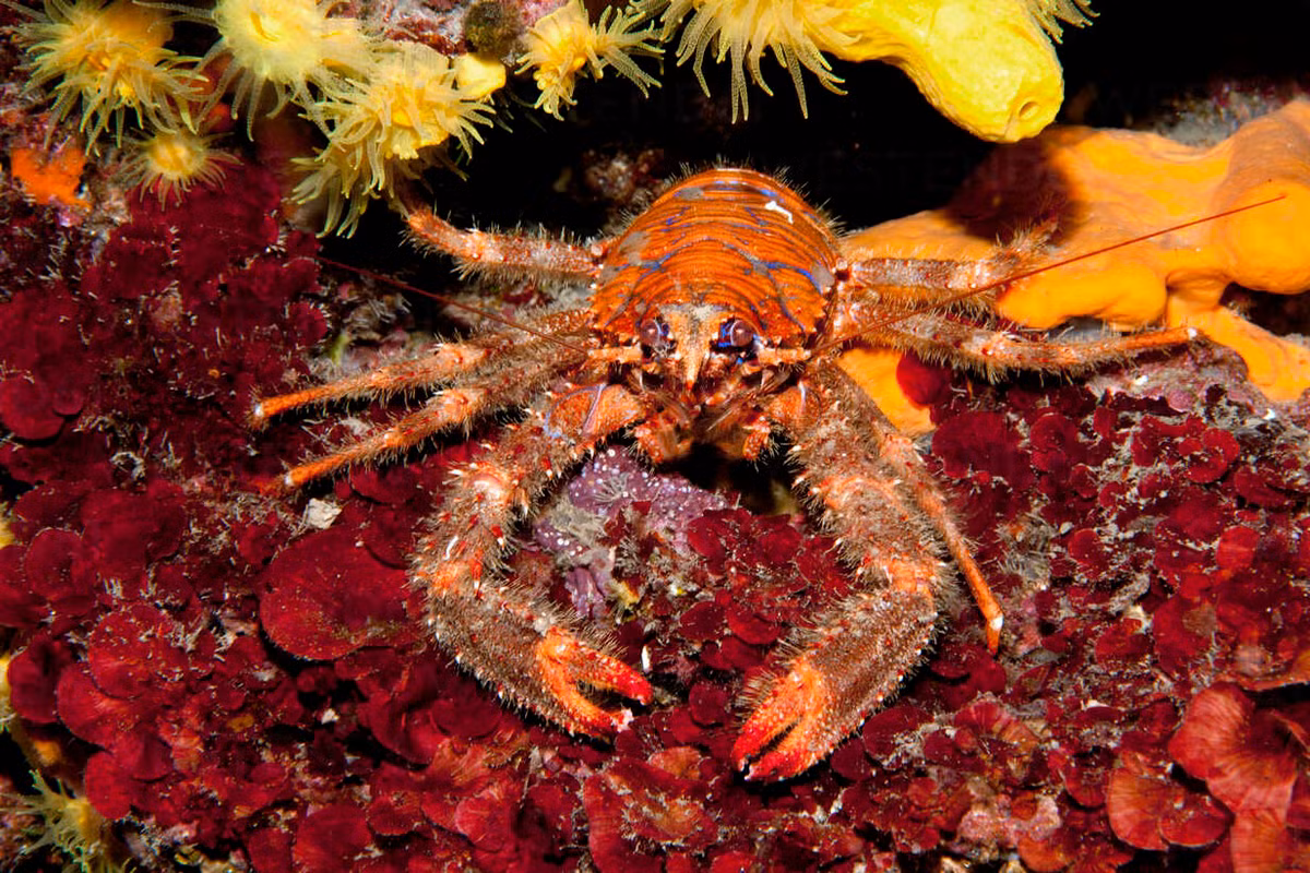 Tôm nhện đỏ sọc lam (Galathea strigosa) dài 7-9 cm, phân bố ở vùng biển châu Âu. Loài này cùng các họ hàng gần có đôi chi cuối cùng tiêu giảm, khiến chúng trông như chỉ có 8 chân.