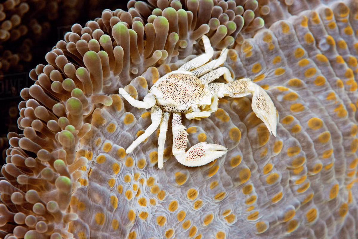 Cua sứ hải quỳ (Petrolisthes ohshimai) dài 2 cm, phân bố ở Ấn Độ Dương - Thái Bình Dương. Loài này sống giữa đám hải quỳ Stichodactyla. Chúng thuộc nhóm giáp xác mười chân (gồm các loài tôm, cua), nhưng thực tế chỉ còn 8 chi, có họ hàng gần với tôm nhện hơn là cua thật.