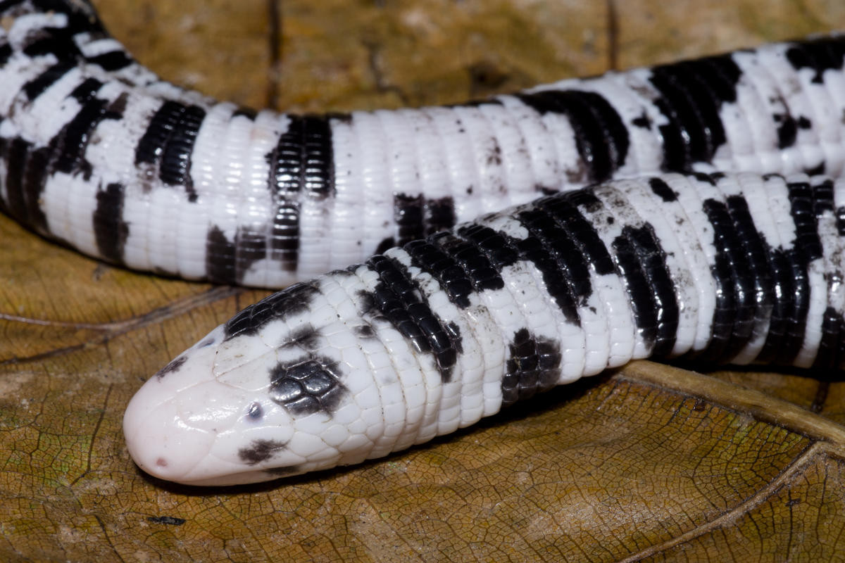 Thằn lằn giun đốm (Amphisbaena fuliginosa) dài 45 cm, sinh sống ở rừng mưa Nam Mỹ. Loài thằn lằn không chân này đào bới thảm lá rụng để tìm con mồi là các động vật không xương sống. Chúng ngoi lên mặt đất trong những trận mưa lớn.