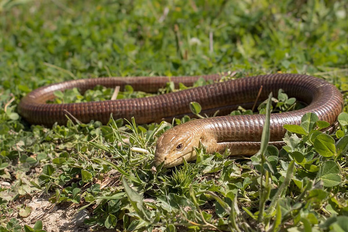Thằn lằn thủy tinh châu Âu (Pseudopus apodus) dài 48 cm, phân bố ở các sinh cảnh khô hạn phía Nam châu Âu. Chúng hoạt động ban ngày, chuyên săn côn trùng và các loài thằn lằn nhỏ.