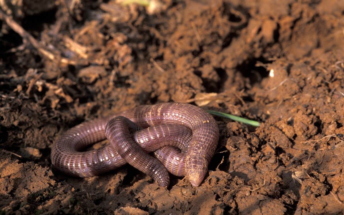 Thằn lằn giun châu Âu (Blanus cinereus) dài 17 cm, được tìm thấy ở Tây Ban Nha và Morocco. Hiếm khi được nhìn thấy trên mặt đất, chúng sục sạo dưới thảm lá rụng để kiếm thức ăn, thường là kiến.