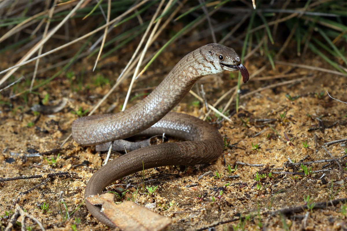 Thằn lằn chân chồi (Pygopus lepidopodus) dài 21 cm, phổ biến ở Australia. Loài thằn thằn hay bị nhầm với rắn này hoạt động ban ngày, chuyên săn côn trùng và nhện sống trong hang.