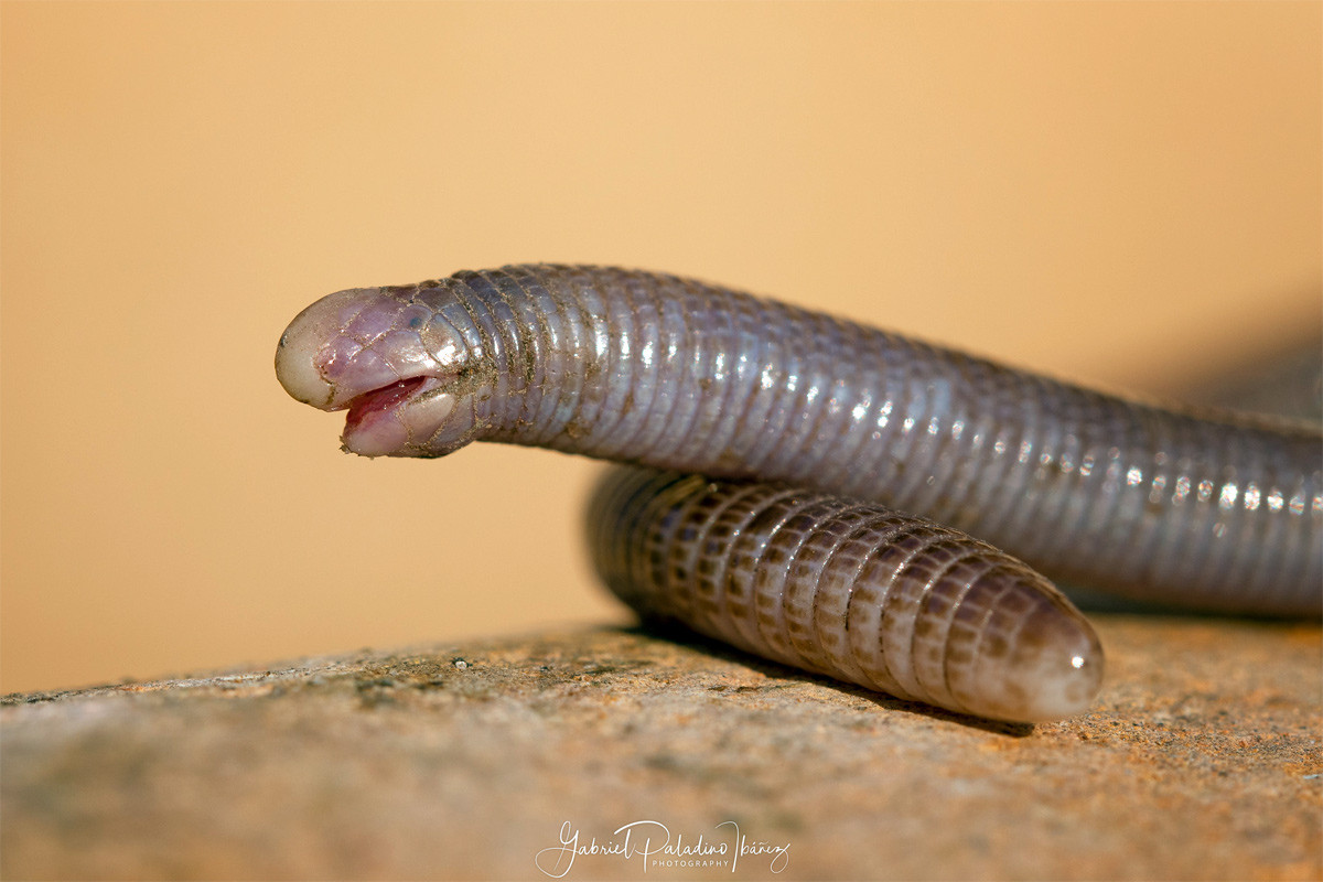 Thằn lằn giun King (Amphisbaena kingii) dài 21 cm, được ghi nhận ở Argentina, Bolivia, Brazil và Uruguay. Tên "King" của chúng không có nghĩa là "vua" mà được đặt theo tên nhà du hành Philip Parker King (1791-1856).