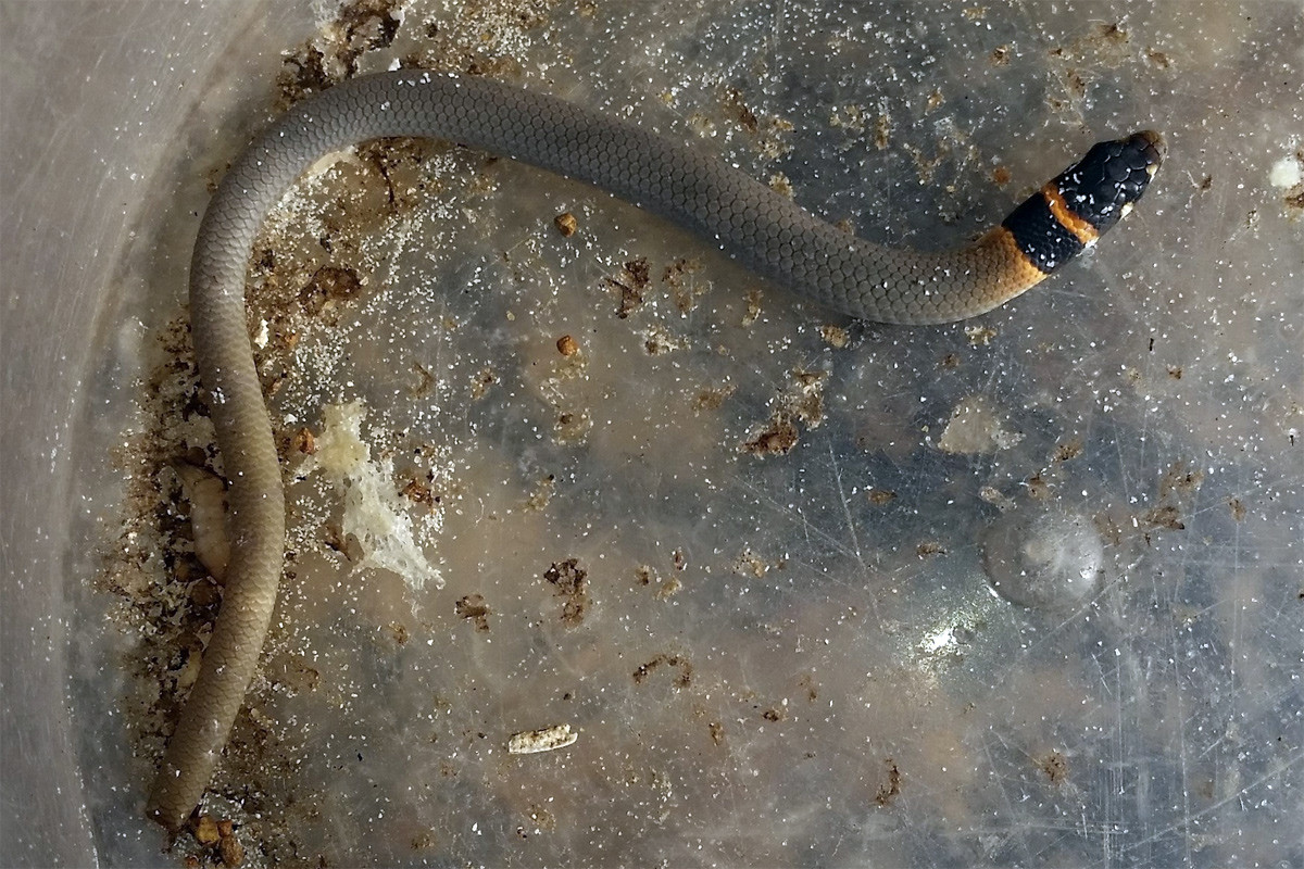 Thằn lằn chân mấu Fraser (Delma fraseri) dài 12 cm, phân bố ở lục địa Australia. Là kẻ chuyên săn côn trùng, loài này sống trong các đồng cỏ chông. Chúng thích nghi tốt với việc phải di chuyển qua các phiến cỏ cứng.