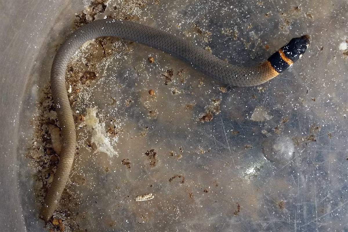 Thằn lằn chân mấu Fraser (Delma fraseri) dài 12 cm, phân bố ở lục địa Australia. Là kẻ chuyên săn côn trùng, loài này sống trong các đồng cỏ chông. Chúng thích nghi tốt với việc phải di chuyển qua các phiến cỏ cứng.