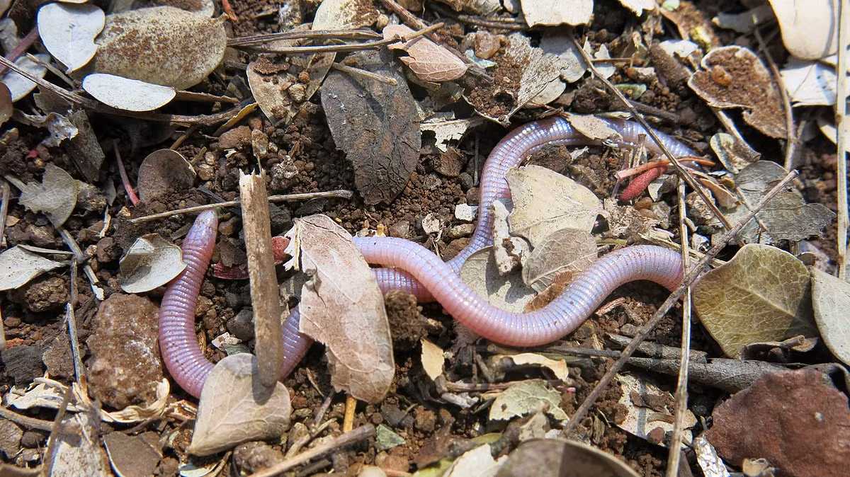 Thằn lằn giun đầu tròn Lang (Chirindia langi) dài 30 cm, phân bố ở phía Nam châu Phi. Loài này đào bới trong đất lẫn cát để bắt mối. Nếu bị tóm, nó sẽ tự rụng đuôi để trốn thoát.