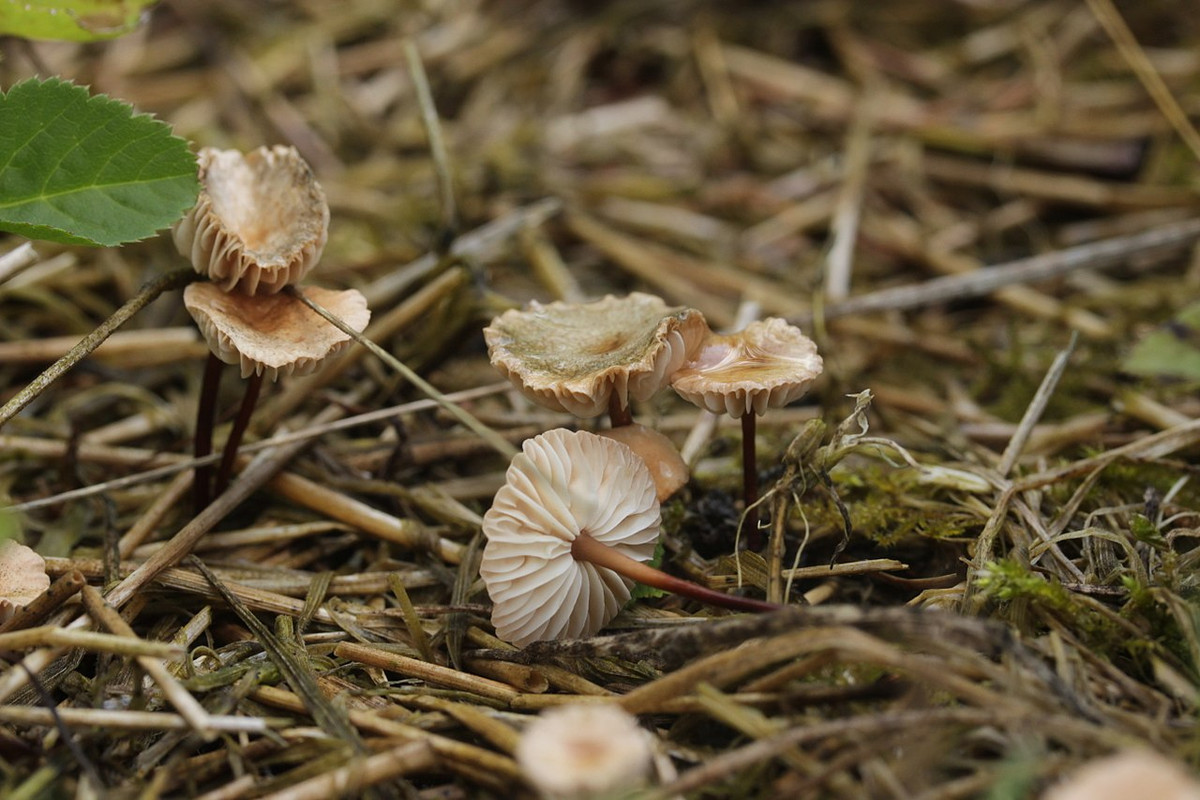 Nấm dù mùi tỏi (Marasmius alliaceus) dài 1,4-4 cm, sinh trưởng trong các rừng sồi ở lục địa Á - Âu. Loài nấm này có cuống cao, thon, màu đen. Chúng tỏa ra mùi tỏi ôi rất nồng.