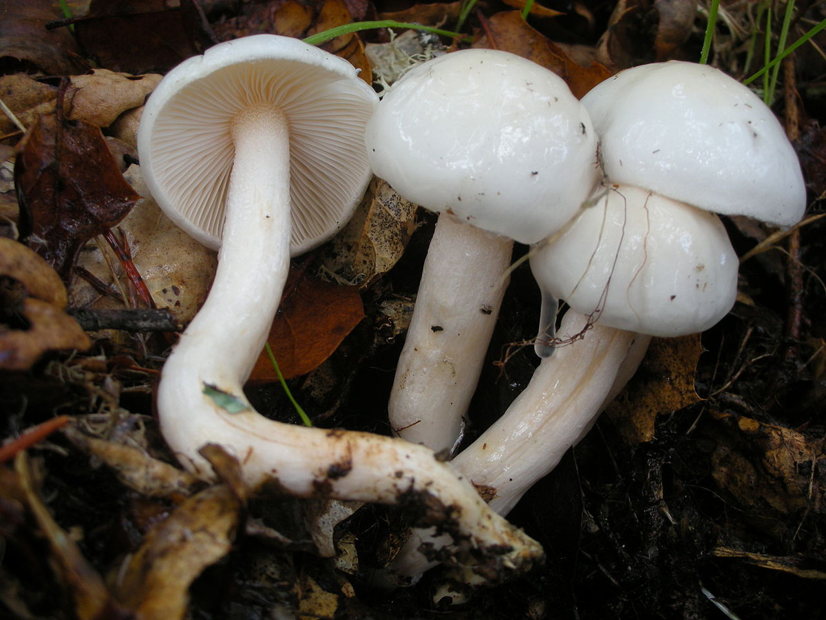 Nấm sáp trắng ngà (Hygrophorus eburneus) dài 3-8 cm, mọc trong rừng sồi ở lục địa Á - Âu và Bắc Mỹ. Mũ và cuống nấm dính, phiến nấm dày và có mùi thơm như hoa.