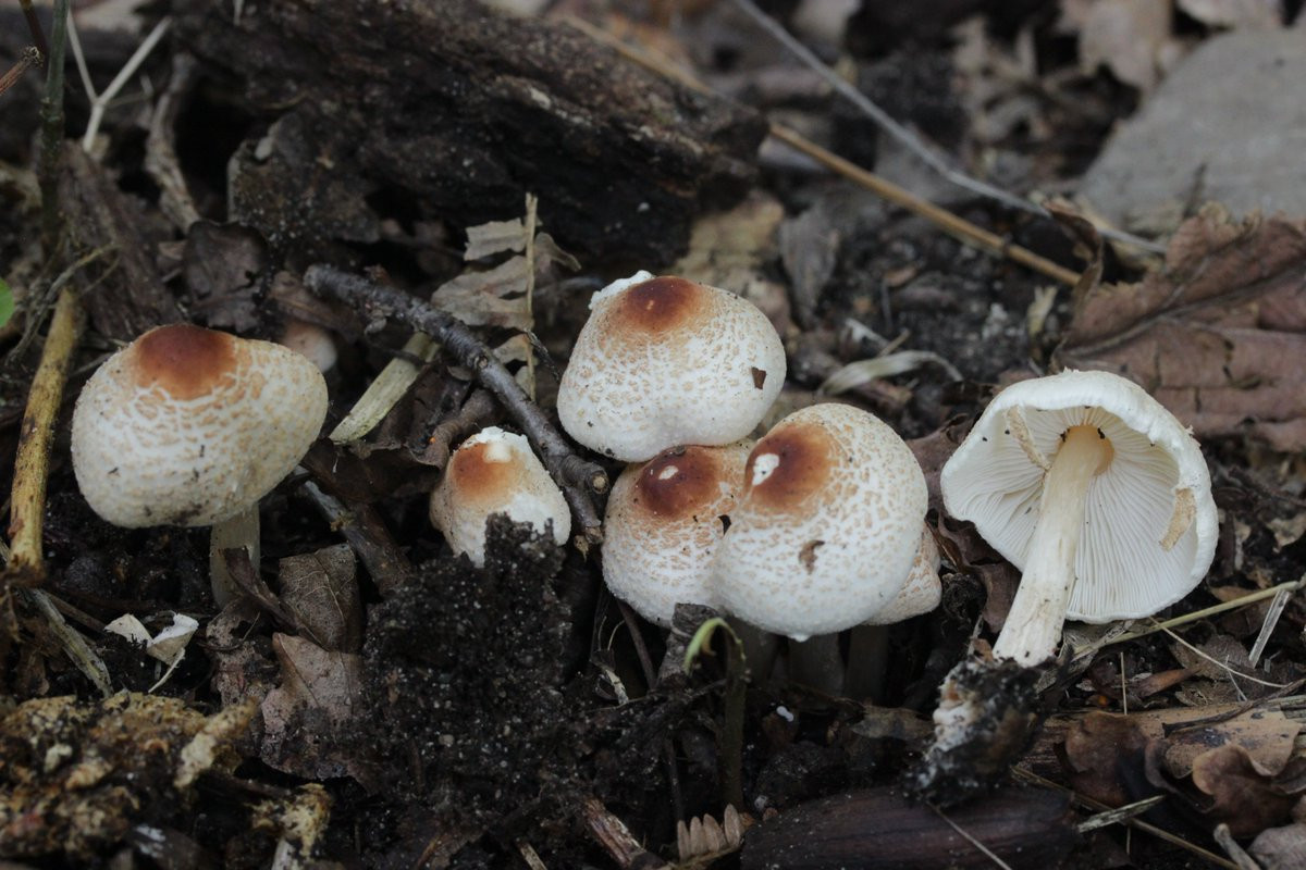 Nấm tản vảy hôi (Lepiota cristata) dài 1-4 cm, phân bố ở lục địa Á - Âu và bắc Mỹ. Loài nấm phổ biến trong rừng và đồng cỏ này có mùi như cao su.