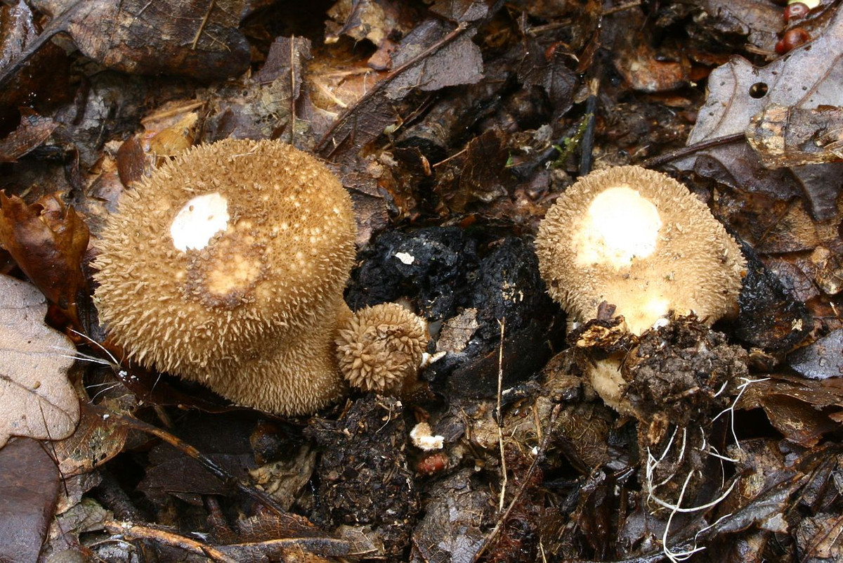 Nấm bọc thối (Lycoperdon foetidum) dài 2-5 cm, phổ biến trong rừng và bãi hoang đất chua trên khắp lục địa Á - Âu. Thịt của loài nấm có nhiều gai màu nâu này có một mùi khá khó ngửi.