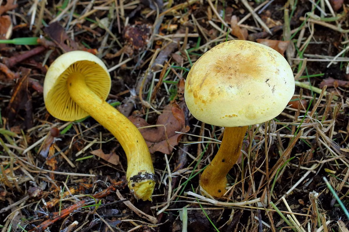 Nấm tán vàng mùi khí than (Tricholoma sulphureum) dài 2-8 cm, mọc trong rừng hỗn giao ở lục địa Á - Âu và một số vùng của Bắc Mỹ. Chúng có màu vàng tươi như lưu huỳnh và mùi khó chịu như mùi khí than.